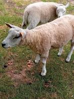 Schapen 1ooi en2 jonge bokken een ras echte 3 jarige bok, Dieren en Toebehoren, Schapen, Geiten en Varkens