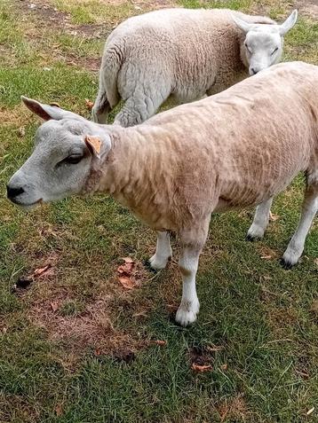 Schapen 1ooi en2 jonge bokken een ras echte 3 jarige bok beschikbaar voor biedingen