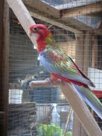 Parkiet met of zonder volière, Dieren en Toebehoren, Ophalen, Gebruikt, Volière