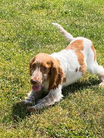Reukes engelse cocker spaniel beschikbaar voor biedingen