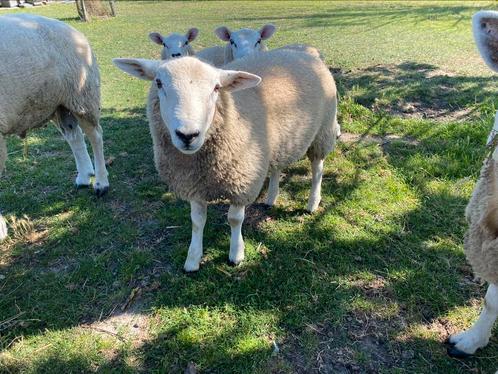 Ramlammeren Leyn x Franse Texel, Dieren en Toebehoren, Schapen, Geiten en Varkens, Schaap, Mannelijk, 0 tot 2 jaar