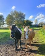 Merries te koop, Dieren en Toebehoren, Paarden, Minder dan 160 cm, Zadelmak, 11 jaar of ouder, Recreatiepaard