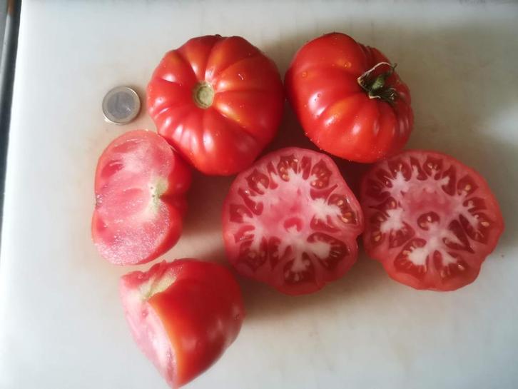 grote tomaat Brutus - 5 zaden, Tuin en Terras, Bloembollen en Zaden, Zaad, Voorjaar, Verzenden