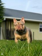 Franse bulldog dekreu (uniek dna), Dieren en Toebehoren, CDV (hondenziekte), Bulldog, België, 1 tot 2 jaar