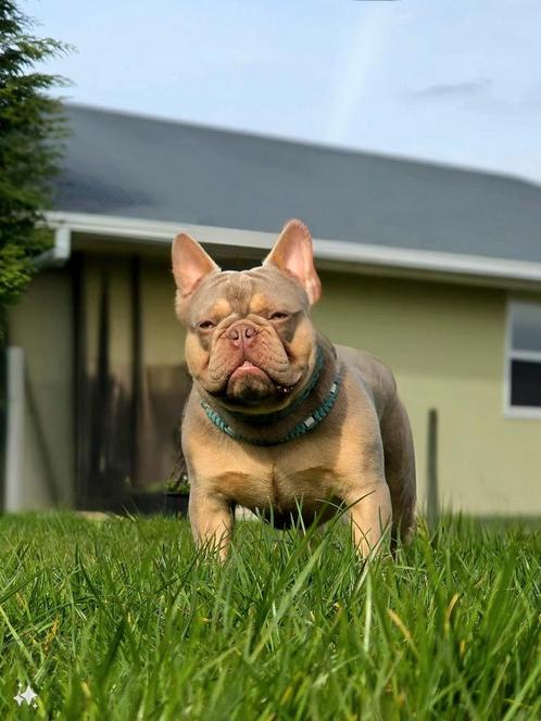 Franse bulldog dekreu (uniek dna), Dieren en Toebehoren, Honden | Bulldogs, Pinschers en Molossers, Reu, Bulldog, Fokker | Hobbymatig