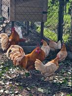 Broedeieren friese hoen, Dieren en Toebehoren