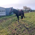 Prachtige jonge Zangersheide Rob Roy Van den Bisschop, Hengst