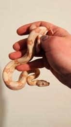 Boa constrictor albino kahl ( hypo), Serpent, Domestique, 0 à 2 ans
