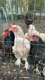 Brahma haantje Goud Wit gezoomd, Dieren en Toebehoren, Mannelijk, Kip