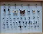 Belgische insecten, Verzamelen, Dierenverzamelingen, Ophalen, Nieuw, Insect, Overige typen