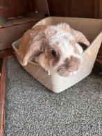 Voedster, Oreilles tombantes