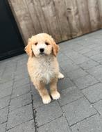 Knappe goldendoodle pups (geteste ouders), Dieren en Toebehoren, België, 8 tot 15 weken, Meerdere, Meerdere dieren