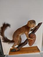 Opgezette eekhoorn, Enlèvement ou Envoi