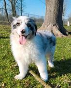 Australische herder pups / Aussi pup / Australian Shepherd