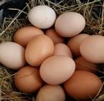 Bio eiren te koop, Dieren en Toebehoren, Pluimvee