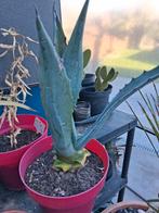 Amerikaanse agave, Ophalen, Zomer, Vaste plant, Overige soorten