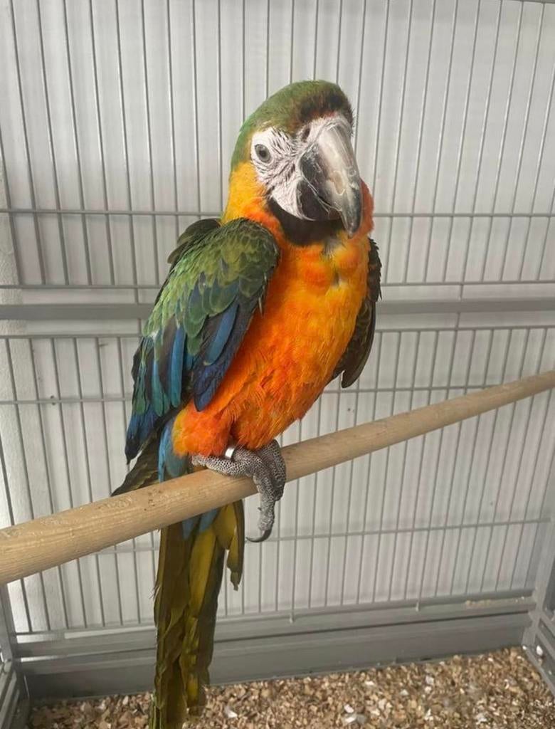 Catalina Ara man, Mâle, Perroquet, Parleur