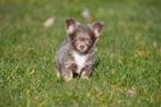 Chiots chihuahua à vendre (poil long), Chien (mâle), Belgique, Plusieurs, Chihuahua
