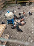 cauchois duiven, Dieren en Toebehoren