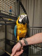 Handtamme blauw gele ara(vrouwtje) + grote kooi, Dieren en Toebehoren, Vrouwelijk