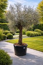 Olijfboom Olea Europaea - op voorraad, Tuin en Terras, Ophalen, Olijfboom