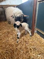 Wallisser zwartneus, Schaap