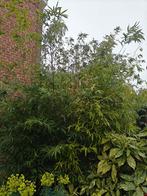 Bambou, Enlèvement, Plante fixe