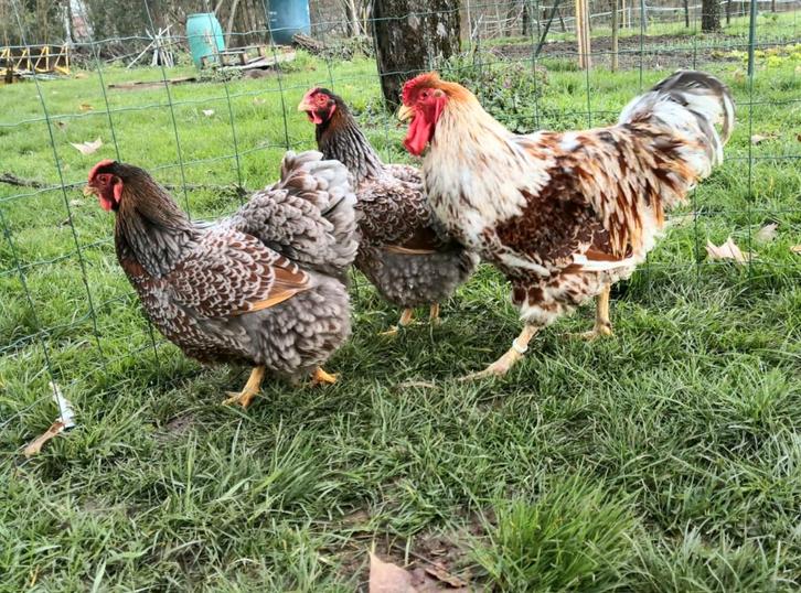 Œufs de WYANDOTTE doré liseré GR, Animaux & Accessoires, Volatiles