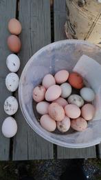 Verse eieren, Dieren en Toebehoren, Ophalen