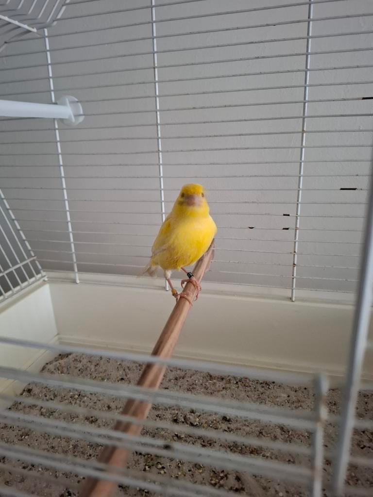 Kanarie waterslager man met kooi wegens allergie