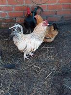 Gratis Brahma haan, Animaux & Accessoires