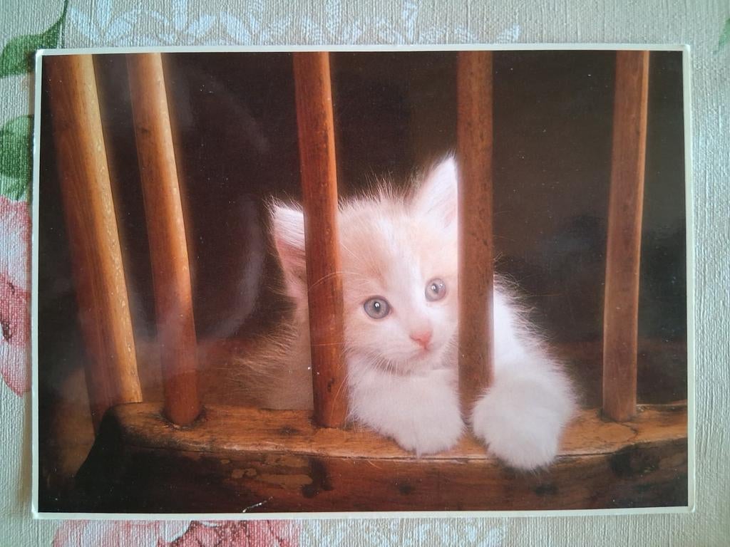 Postkaart poes, Collections, Cartes postales | Animaux, Enlèvement ou Envoi