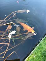 Koi’s, Dieren en Toebehoren, Vissen | Vijvervissen