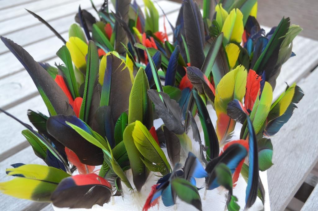 === Tucaman-amazone-papegaai ===, Dieren en Toebehoren, Vogels | Parkieten en Papegaaien, Vrouwelijk, Papegaai, Geringd