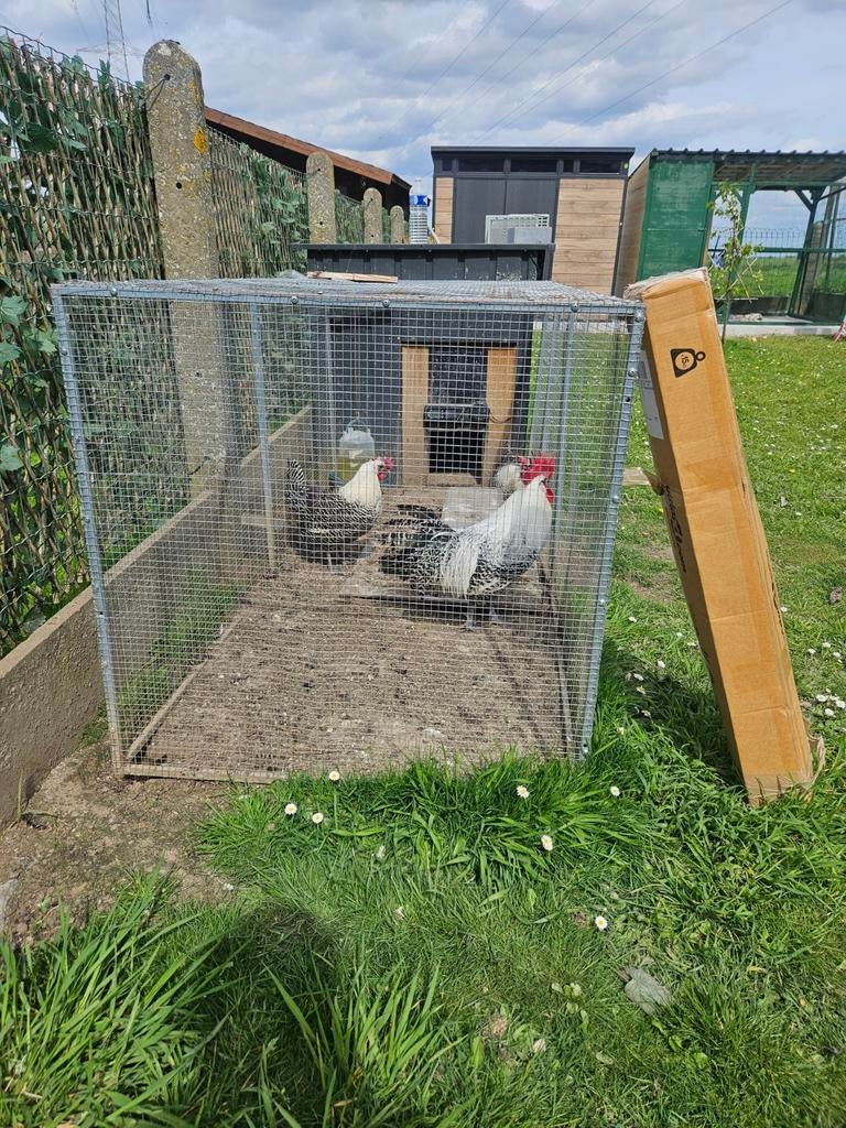 Poulailler avec treillis métallique + une boîte en filet neu, Animaux & Accessoires, Enlèvement