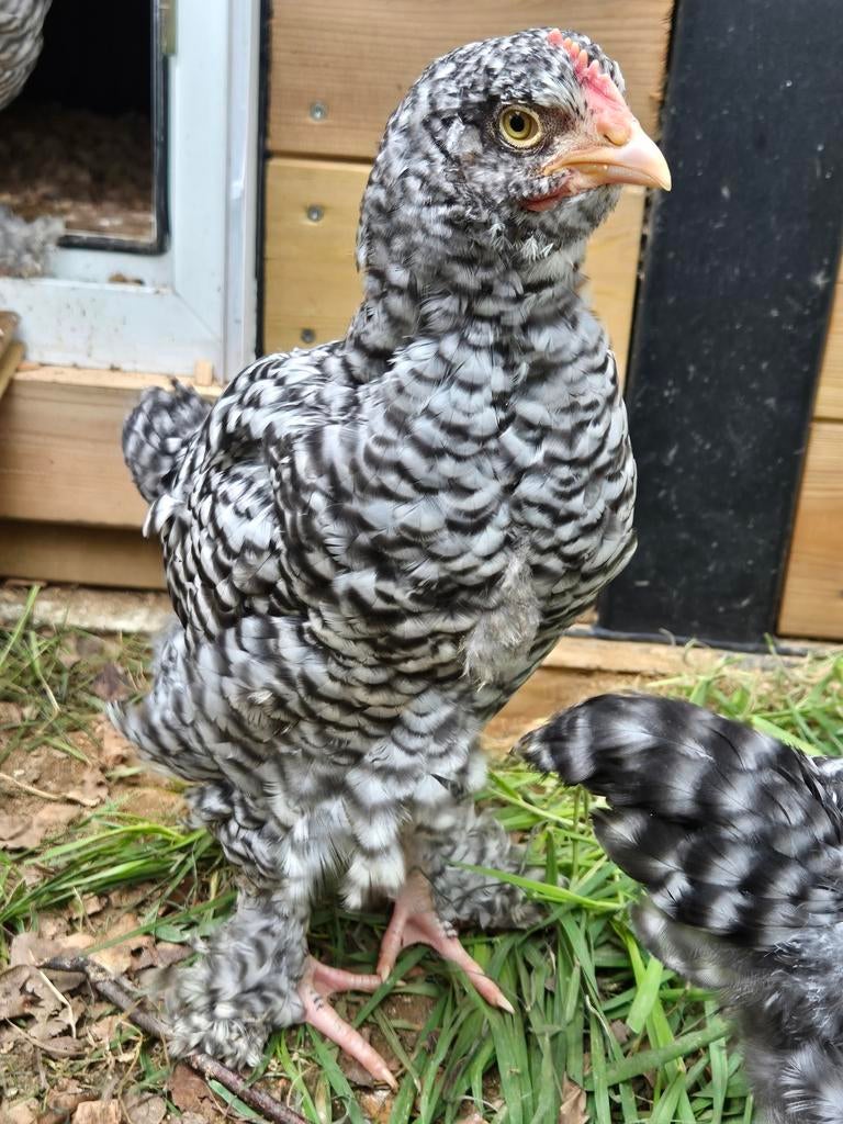 Mechelse Koekoek Haantje, Mâle, Poule ou poulet