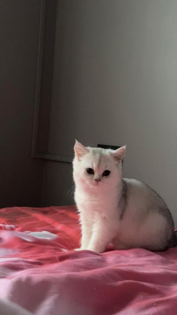 British shorthair, Animaux & Accessoires, Chats & Chatons | Chats de race | Poil ras, Chatte ou Chat, 0 à 2 ans, Avec puce électronique