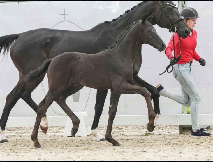 Bloedmooie 2 jarige dressuur Hengst, interessant papier, Dieren en Toebehoren, Paarden, Met stamboom, Dressuurpaard, 0 tot 2 jaar