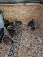 Japanse Jumbo kwartel, Dieren en Toebehoren