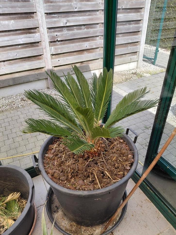 cycas revoluta, Jardin & Terrasse, Plantes | Arbres, Palmier, Moins de 100 cm, Plein soleil, Été, En pot, Enlèvement