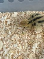 Super schattige en gewende kwarteltjes