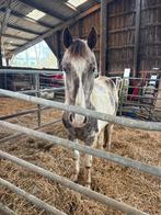 Hongre pie, Animaux & Accessoires, Chevaux, Hongre, Moins de 160 cm, Avec pedigree, Ne s'applique pas