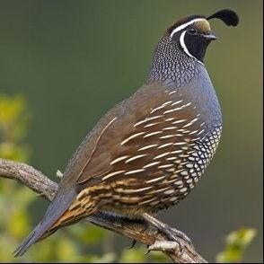 Californische kuifkwartel haan gezocht, Dieren en Toebehoren