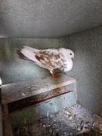 Pigeon kroppers boulant croisé gaditano a Vendre!, Boulant