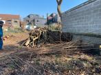 Bois à donner, Jardin & Terrasse, Bois de chauffage, Enlèvement