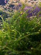 Java mos, Monosolenium tenerum/Pelia,, Dieren en Toebehoren, Ophalen of Verzenden