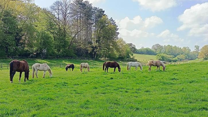 Allée de 5 boxes avec paddocks individuels à louer, Animaux & Accessoires, Box & Pâturages, Mise à l'étable, Pâturage, 4 chevaux ou poneys ou plus