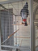 Papagaai  tam, Animaux & Accessoires, Oiseaux | Perruches & Perroquets, Domestique