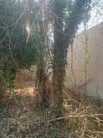 Gratis brandhout, Tuin en Terras, Brandhout, Minder dan 3 m³, Ophalen, Overige houtsoorten, Stammen