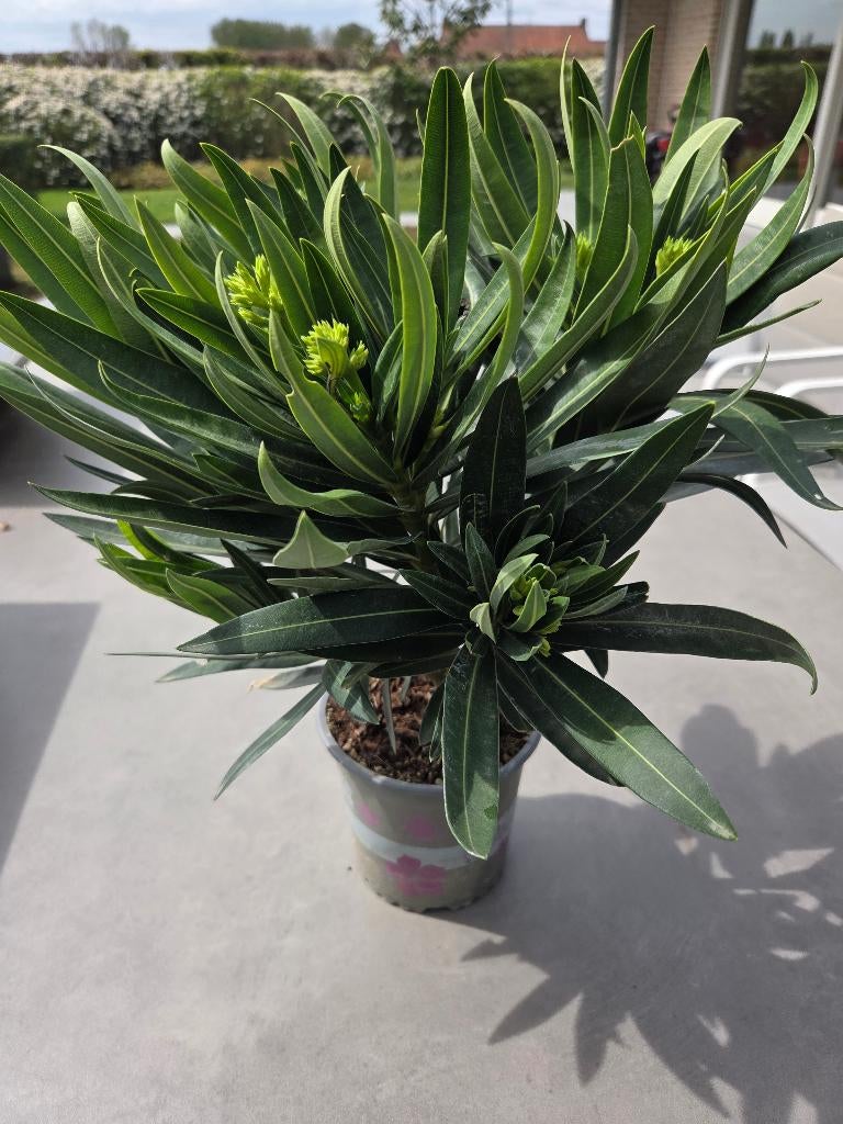 Witte Oleander, Jardin & Terrasse, Plantes | Jardin, Autres espèces, Plein soleil, Été, Enlèvement